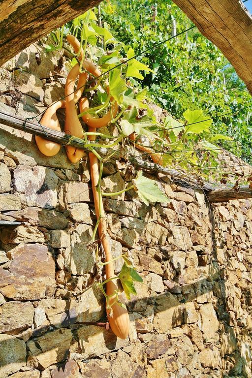 Agriturismo Costamagna 诺利 外观 照片
